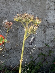 Kalanchoe densiflora