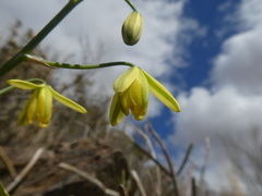 Albuca kirstenii