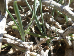 Albuca kirstenii