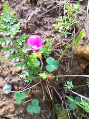 Oxalis eckloniana-nidulans