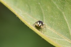 Heliophanus tribulosus