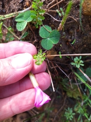 Oxalis eckloniana-nidulans