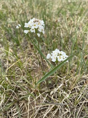 Noccaea cochleariformis