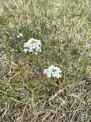 Noccaea cochleariformis