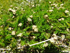 Chaerophyllum colensoi