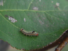 Lepidoptera