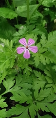 Geranium robertianum