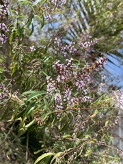 Aloysia citrodora