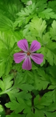 Geranium robertianum