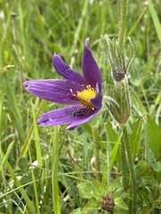 Pulsatilla vulgaris