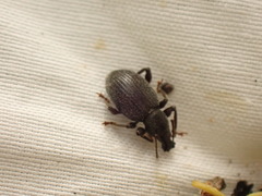 Otiorhynchus meridionalis