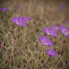 Geranium robustum