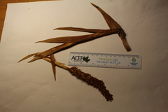 Platanthera aquilonis