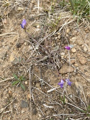 Gueldenstaedtia verna