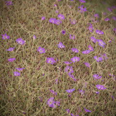 Geranium robustum