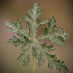 Geranium robustum