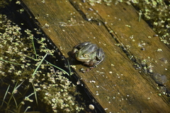 Pelophylax lessonae