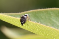 Heliophanus tribulosus
