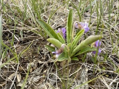 Viola gmeliniana