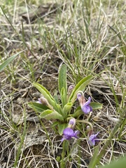 Viola gmeliniana