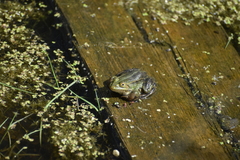 Pelophylax lessonae