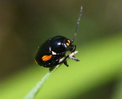 Cryptocephalus moraei