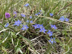 Gentiana aquatica
