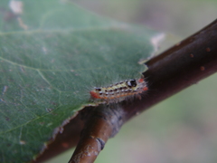 Lepidoptera