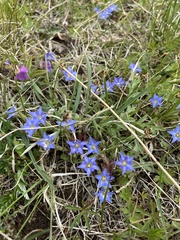 Gentiana aquatica