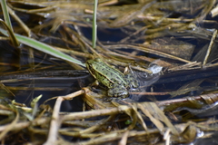 Pelophylax lessonae