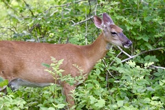 Odocoileus virginianus