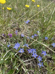 Gentiana aquatica