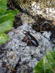 Lucanus barbarossa