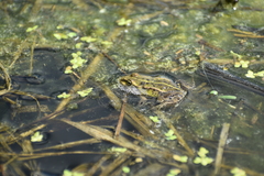 Pelophylax lessonae