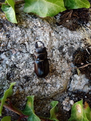 Lucanus barbarossa