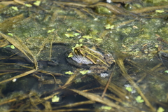 Pelophylax lessonae