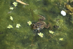 Pelophylax lessonae