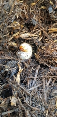 Oryctes nasicornis