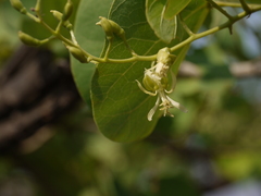 Bauhinia racemosa