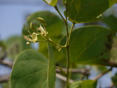 Bauhinia racemosa