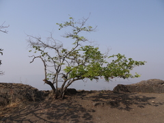 Bauhinia racemosa
