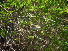 Phylloscopus proregulus