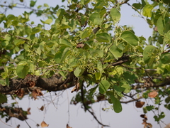 Bauhinia racemosa