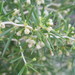 Asparagus lignosus - Photo (c) margieherron,  זכויות יוצרים חלקיות (CC BY-NC), uploaded by margieherron