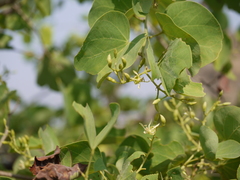 Bauhinia racemosa