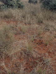 Aristida meridionalis