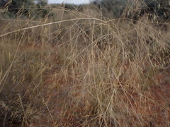 Aristida meridionalis