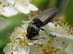 Hemicrepidius hirtus