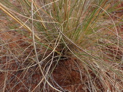Aristida meridionalis