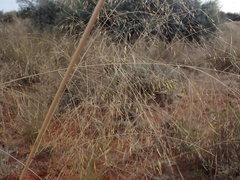 Aristida meridionalis